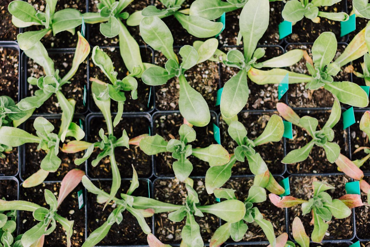 Top view of green plant seedlings in black trays, perfect for gardening and agriculture themes.