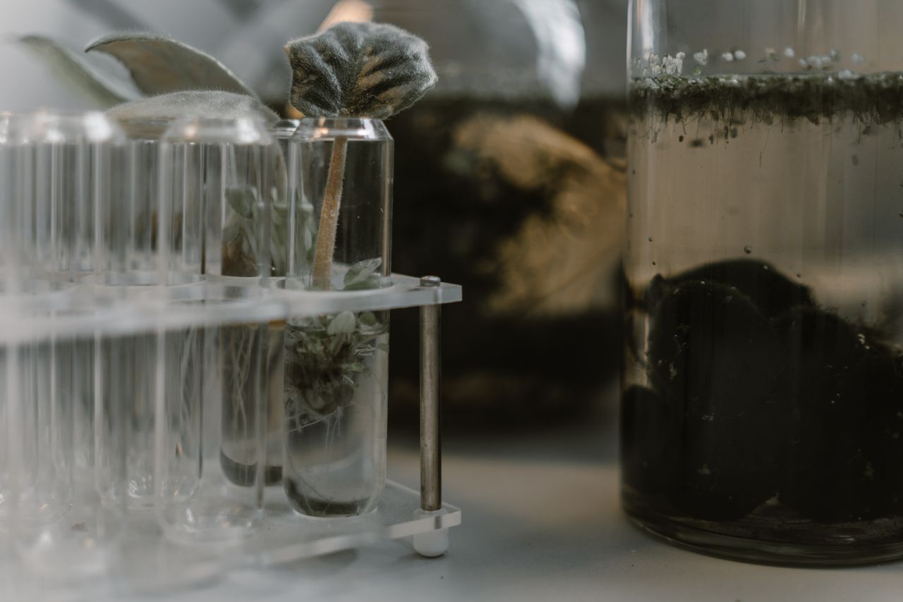 Close-up of green plant samples in test tubes, perfect for biotechnology and science themes.