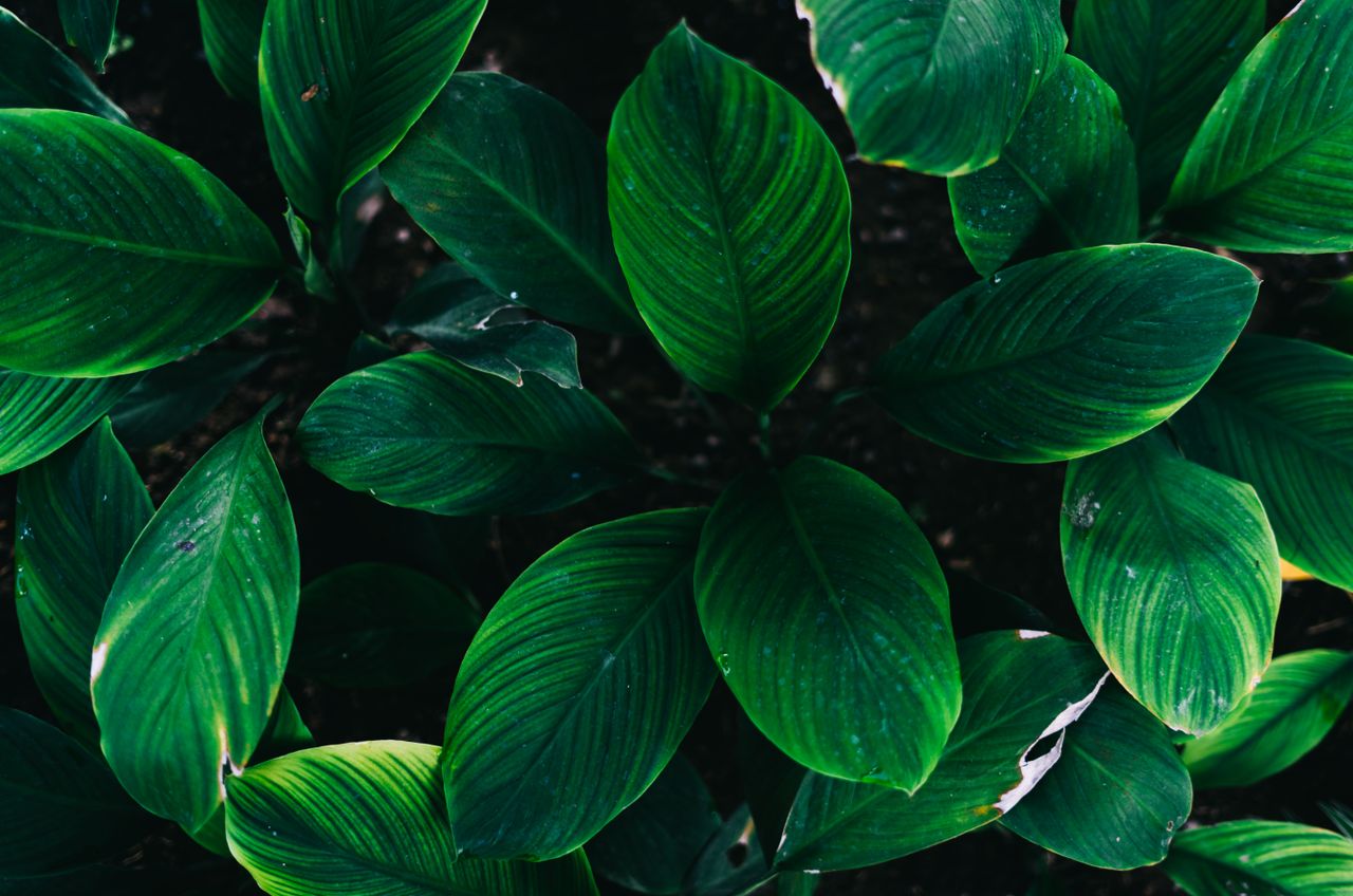 Detailed view of lush green leaves showcasing rich foliage texture and vibrant nature.